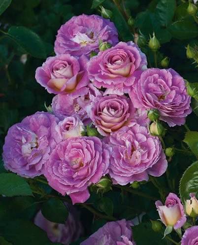 Tree Rose “Arctic Blue” 36” Tall! Tree Rose “Arctic Blue” 36” Tall!