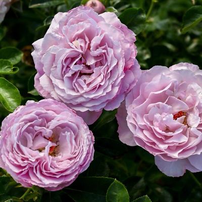 Francis Roses Bare Root Presale!!!