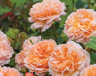 The Lady Gardener Rose | The Rose Journal