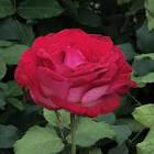 Love at First Sight - High Country Roses