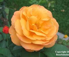 Good as Gold Rose | The Rose Journal
