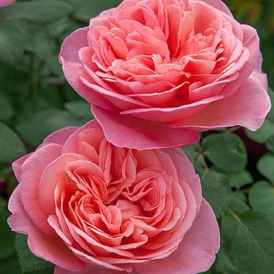 Own Root Rose “Sweet Mademoiselle” 1 Gallon, Shipped In The Spring Own Root Rose “Sweet Mademoiselle” 1 Gallon, Shipped In The Spring