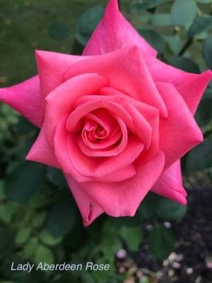 Rose “Lady Aberdeen” Grade 1, Multiflora. Rose “Lady Aberdeen” Grade 1, Multiflora.