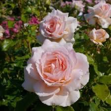 Harkness Rose “Chandos Beauty” Grade 1, Bare Root, On Multiflora Rootstock (Limit One!!)