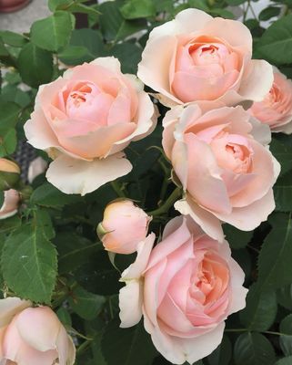 Jalbert Rose “Dylan Rose” Grade 1, Bare Root, On Multiflora Root Stock Jalbert Rose “Dylan Rose” Grade 1, Bare Root, On Multiflora Root Stock
