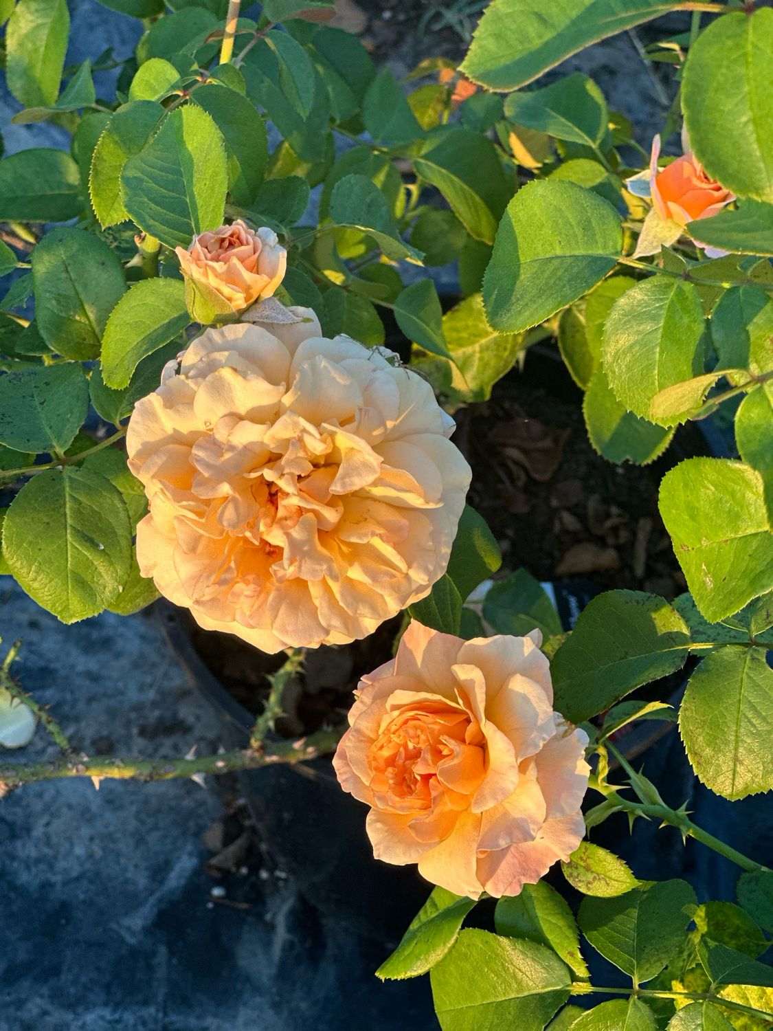 Jalbert Rose “Alaiza” Grade 1, Bare Root, On Multiflora Rootstock