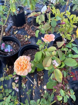 Jalbert Rose “Alaiza” Grade 1, Bare Root, On Multiflora Rootstock