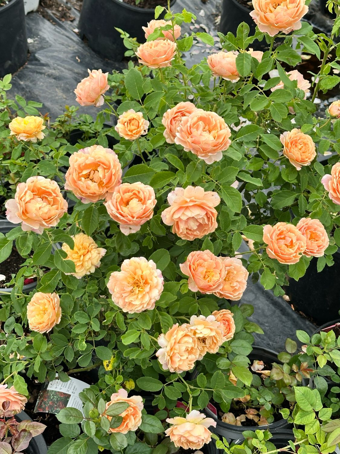 Kordes Rose “Sonnenwelt” Grade 1, Bare Root, On Multiflora Rootstock