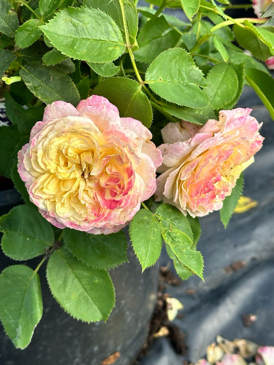 Bedard Rose “Living The Dream” Grade 1 On Dr. Huey. Favorite Fragrant Rose!!!