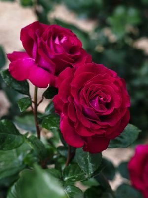 Own Root Rose: “Belles Rives” Aka “Stiletto” 1.5 Gallon Size