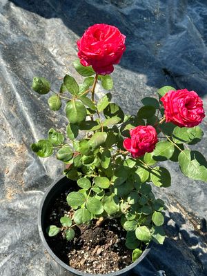 Own Root Rose: Love’s Me, Love’s Me Not. 2 Gallon Size