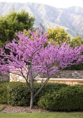 Bare Root Redbud Tree “Forest Pansy” 6-7’ Tall!