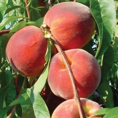 Bare Root Peach Tree “Flaming Fury” 3-4 Ft.