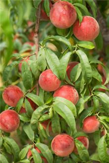 Bare Root Peach Tree “Red Haven” 1” Caliper, 14-15 Ft Tall!