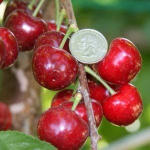 Bare Root Cherry Tree “Coral Champagne” 3/4” Caliper.