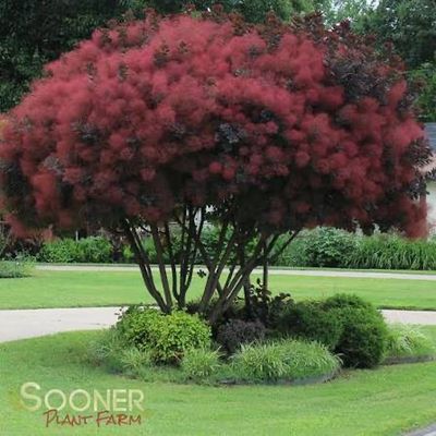 Bare Root Tree “Royal Purple Smoke Tree” Ornamental 8-10 Ft Tall!