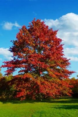 Bare Root Tree “Pin Oak” Brilliant Fall Colors! 6-7 Ft Tall.