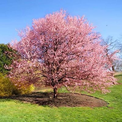 Bare Root Tree “Kwanzan Cherry” Ornamental 5-6 Ft.