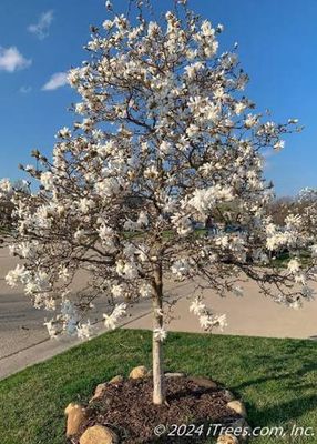 Bare Root Magnolia “Royal Star” Ornamental