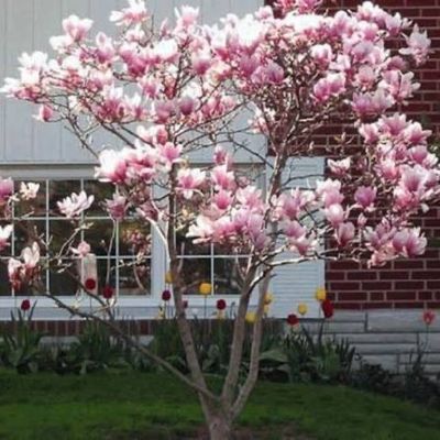 Bare Root Magnolia “Jane” Ornamental 3-4 Ft.
