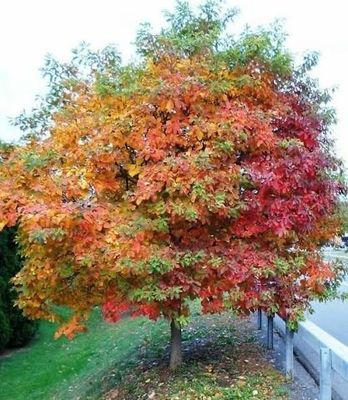 Bare Root Tree (Sassafras Tree” Ornamental. Brilliant Fall Colors! 5-6 Ft Tall!