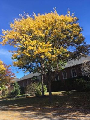 Bare Root Tree “Shade-master Honey Locust Tree” Shade Tree! Brilliant Yellow Fall Color! 15-16 Ft Tall!