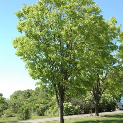 Bare Root Tree “Green Vase Zelkova Tree” Shade, Plus Brilliant Fall Color!