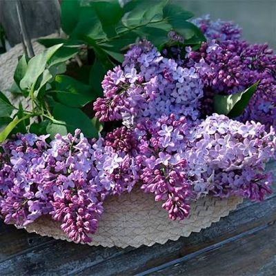 Potted Lilac “Old Fashioned Lavender” Two Gallon