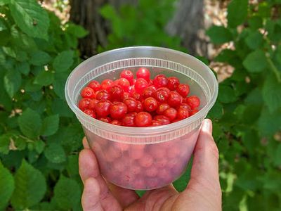 Potted Cherry “Nanking Bush Cherry” Two Gallon