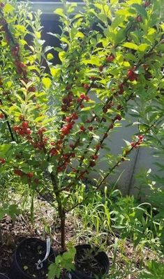 Potted Cherry “Nanking Bush Cherry” Two Gallon