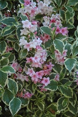 Potted Weigela “Florida Variegated” Two Gallon.