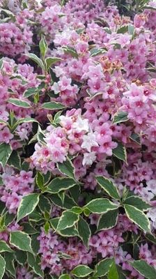 Potted Weigela “Florida Variegated” Two Gallon.