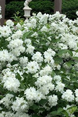 Potted Mock Orange Shrub “Minnesota Snowflake” 2 Gallon.