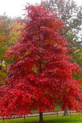 Potted Black Gum Tree “Nyssa Sylvatica” Two Gallon