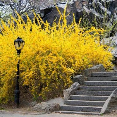 Potted Forsythia “Lynwood Gold” Two Gallon