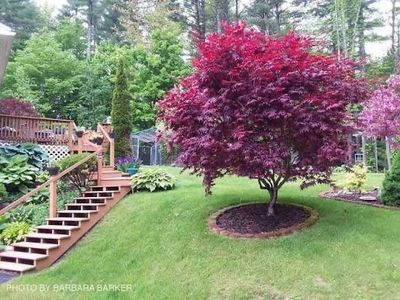 Potted Japanese Maple “Bloodgood” Acer Palmatum! Two Gallon.