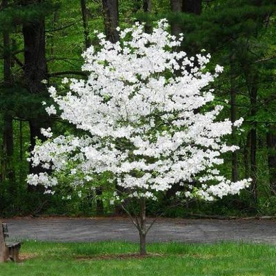 Potted Dogwood White Flowering “Cornus Florida” Two Gallon Potted Dogwood White Flowering “Cornus Florida” Two Gallon