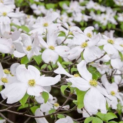 Potted Dogwood White Flowering “Cornus Florida” Two Gallon