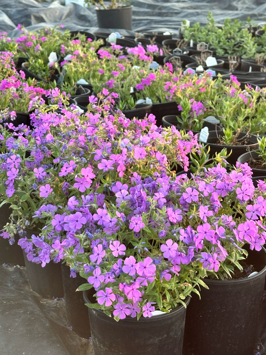 One Gallon Flowering Perennials