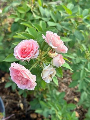 Sale! Buy (2) Summer Romance Parfuma Roses And Get One Free! Own Root, 2 Gallon Size, Shipped Bare Root In The Fall And Spring! Sale! Buy (2) Summer Romance Parfuma Roses And Get One Free! Own Root, 2 Gallon Size, Shipped Bare Root In The Fall And Spring!