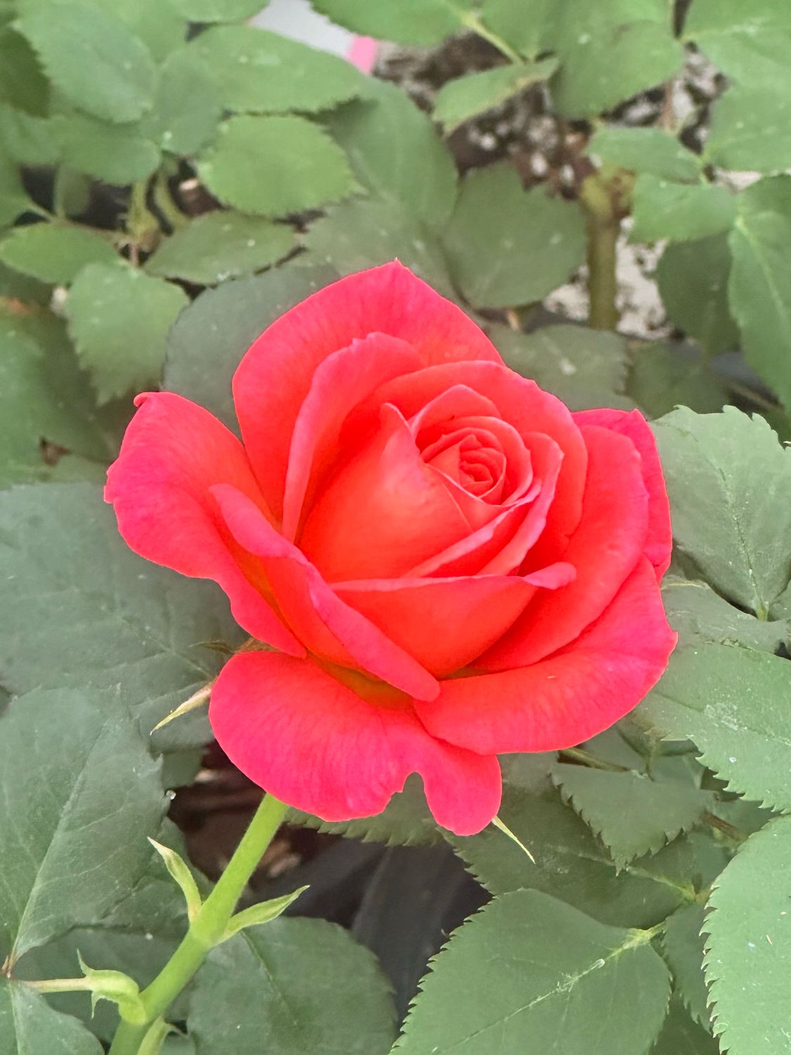 New! Own Root Rose “Vulcano” Kordes Rose! Potted One Gallon. Ready In Spring 2027 New! Own Root Rose “Vulcano” Kordes Rose! Potted One Gallon. Ready In Spring 2027