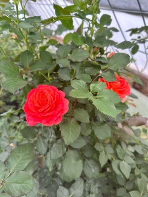 New! Own Root Rose “Vulcano” Kordes Rose! Potted One Gallon. Ready In Spring 2027