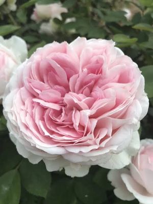New! Own Root Rose “Forever Rose” Rare! New! Own Root Rose “Forever Rose” Rare!