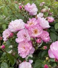 New! Own Root Rose “Lavender Siluetta” Kordes Climbing Rose! One Gallon Potted Plant, Ready In Spring 2027. New! Own Root Rose “Lavender Siluetta” Kordes Climbing Rose! One Gallon Potted Plant, Ready In Spring 2027.