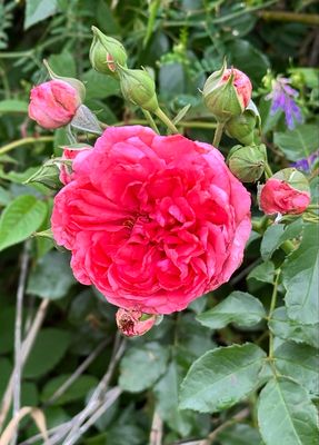 New! Own Root Rose “Rosarium Uterson” Climbing Rose. One Gallon Potted. New! Own Root Rose “Rosarium Uterson” Climbing Rose. One Gallon Potted.
