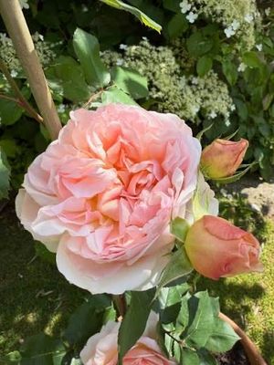 New! Own Root Rose “Aussaucer” “Evelyn” One Gallon English Rose. Rare! Ready In Spring 2027. New! Own Root Rose “Aussaucer” “Evelyn” One Gallon English Rose. Rare! Ready In Spring 2027.