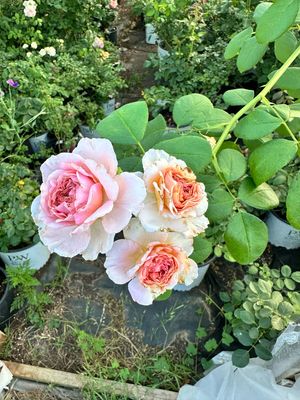 New! Own Root Rose “Auscrystal” James Galway. One Gallon Potted, Ready Spring 2027 New! Own Root Rose “Auscrystal” James Galway. One Gallon Potted, Ready Spring 2027