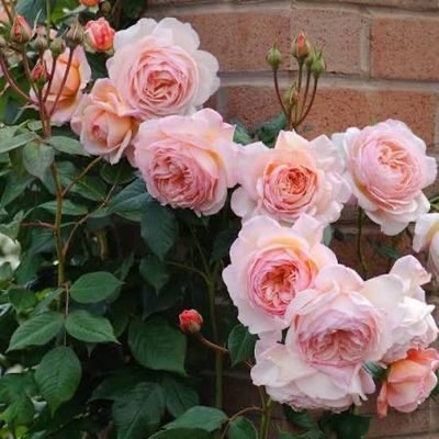 New Own Root Rose “AUSled” “Shropshire Lad” Climbing Rose. One Gallon Potted. Ready In Spring 2027. New Own Root Rose “AUSled” “Shropshire Lad” Climbing Rose. One Gallon Potted. Ready In Spring 2027.