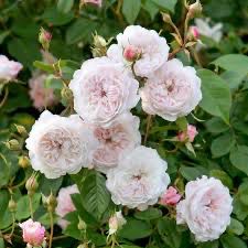 New! Own Root Rose “AUSmobile” “Albrighton Rambler” One Gallon Potted, Ready In Spring 2027. New! Own Root Rose “AUSmobile” “Albrighton Rambler” One Gallon Potted, Ready In Spring 2027.