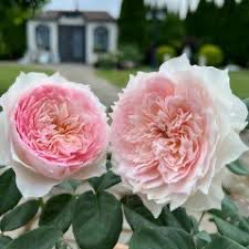 New! Own Root Rose “Monique Darve” Rare! One Gallon Potted. Ready In Spring 2027. New! Own Root Rose “Monique Darve” Rare! One Gallon Potted. Ready In Spring 2027.